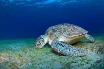 Scuba Diving | Marine life | Diver | Ocean
