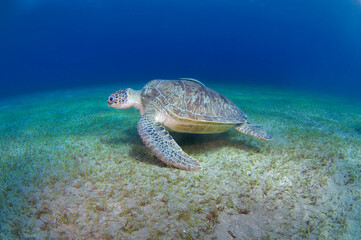 Scuba Diving | Marine life | Diver | Ocean
