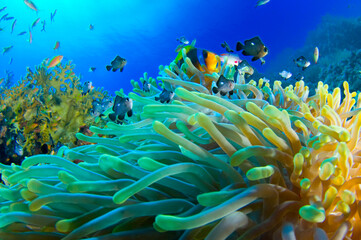 Scuba Diving | Marine life | Diver | Ocean
