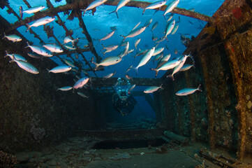 Scuba Diving | Marine life | Diver | Ocean