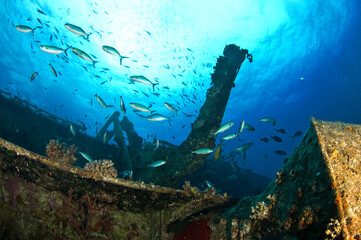 Scuba Diving | Marine life | Diver | Ocean