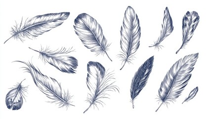 Illustration of Bird and Poultry Feathers