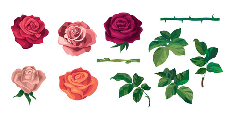 A set of rose flowers with leaves and stems. Botanical illustration. You can make a vector brush from the stems. 