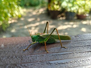 wild green animal grasshopper closeup in wild nature