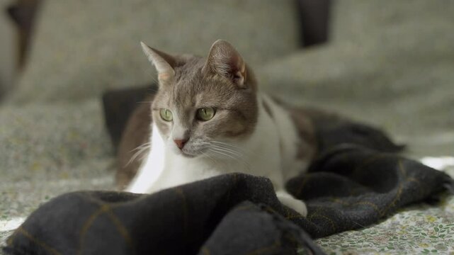 Alert cat watching attentively on bed