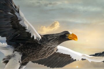 Birds of prey - flying Steller's sea eagle (Haliaeetus pelagicus) on background - dramatic blue sky and white clouds