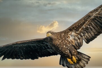 Birds of prey - flying Steller's sea eagle (Haliaeetus pelagicus) on background - dramatic blue sky and white clouds