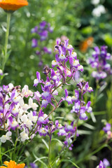Beautiful Moroccan toadflax (Linaria maroccana) flowers.