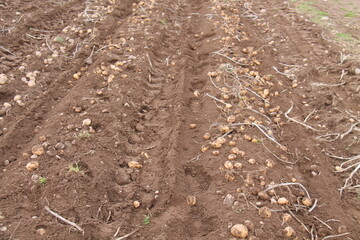 Freshly Harvested Farm Potatoes Drying in a Field.