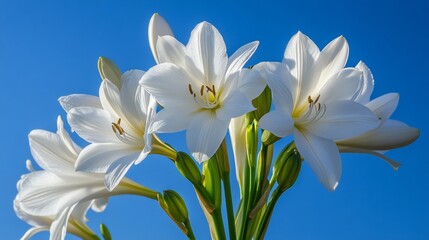 Fototapeta premium White Lilies Against a Vivid Blue Sky