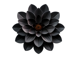 Black lotus flower isolated on transparent background