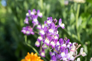 Beautiful Moroccan toadflax (Linaria maroccana) flowers.