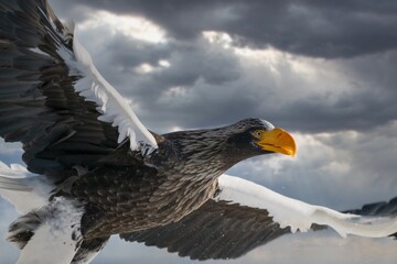 Birds of prey - flying Steller's sea eagle (Haliaeetus pelagicus) on background - dramatic blue sky and white clouds