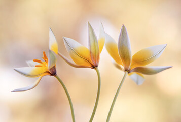Tulipany Botaniczne Tarda na jasnym tle, tapeta, dekoracja. © mycatherina
