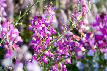 Beautiful Moroccan toadflax (Linaria maroccana) flowers.