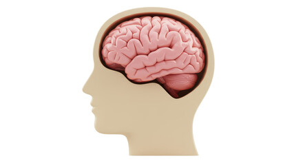 Isolated Human Brain in Head