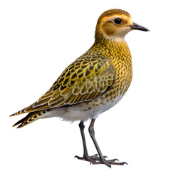 Fototapeta premium golden plover PNG, transparent background