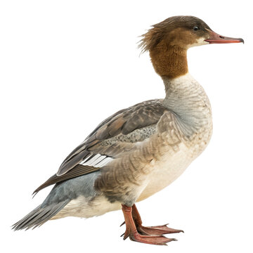 goosander PNG, transparent background