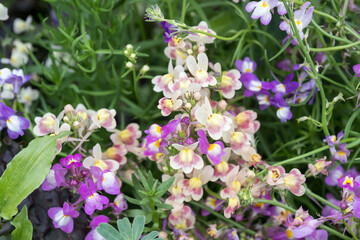Beautiful Moroccan toadflax (Linaria maroccana) flowers.