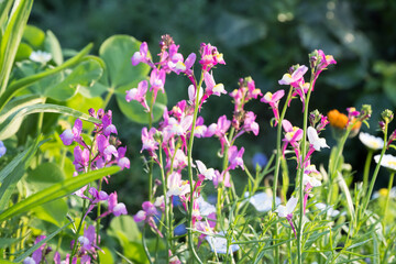 Beautiful Moroccan toadflax (Linaria maroccana) flowers.