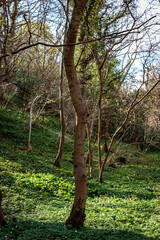 Woodland Walk, Humford Woods, Northumberland April 2025