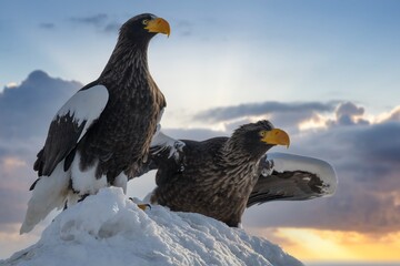 Birds of prey - flying Steller's sea eagle (Haliaeetus pelagicus) on background - dramatic blue sky and white clouds