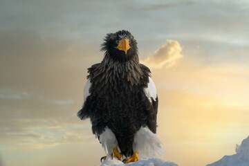 Birds of prey - flying Steller's sea eagle (Haliaeetus pelagicus) on background - dramatic blue sky and white clouds