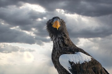 Birds of prey - flying Steller's sea eagle (Haliaeetus pelagicus) on background - dramatic blue sky and white clouds