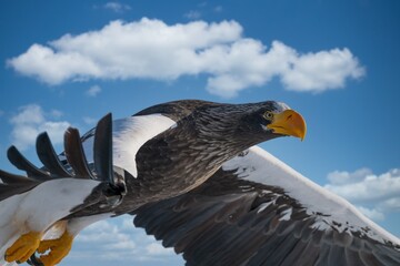 Birds of prey - flying Steller's sea eagle (Haliaeetus pelagicus) on background - dramatic blue sky and white clouds
