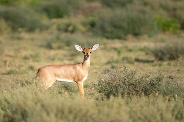 Small Steenbok antelope staring at the camera
