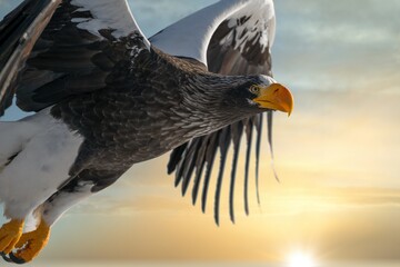 Birds of prey - flying Steller's sea eagle (Haliaeetus pelagicus) on background - dramatic blue sky...