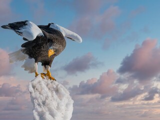 Birds of prey - flying Steller's sea eagle (Haliaeetus pelagicus) on background - dramatic blue sky and white clouds