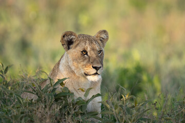 Lion cub after morning breakfast