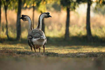 Goose Farm, Beautiful Domestic Bird with Soft Feathers and Beak, Roaming the Rural Countryside Grass, Agriculture in Peaceful Outdoors as a Farm Animal