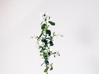 白背景の一輪の利休梅,花,シンプル