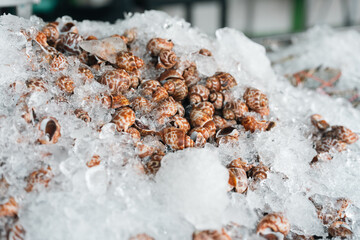 wide selection of fresh seafood on ice including oysters, crabs, snails, and shrimp, perfectly preserved for premium cooking, offering rich flavors and variety at a bustling seafood market stall
