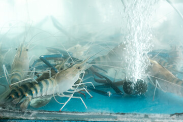 Freshwater giant river prawns in a clear oxygenated tank, showcasing their blue claws and segmented shells, waiting for selection in a seafood restaurant or market with a focus on freshness quality