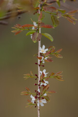 Wildflowers blooming gently in a natural forest setting, symbolizing the delicate balance of nature and the importance of biodiversity, sustainability, and preservation on World Environment Day