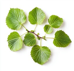 Fototapeta premium Fresh, vibrant green leaves on a branch