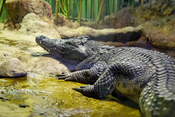 Siamese crocodile (Latin. Crocodylus siamensis) in a stream against a background of trees. Marine animals, reptiles, ecology.