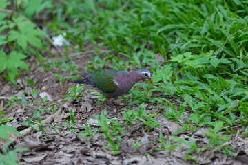 Grey-capped Emerald Dove, Common Emerald dove  bird watching in the forest.