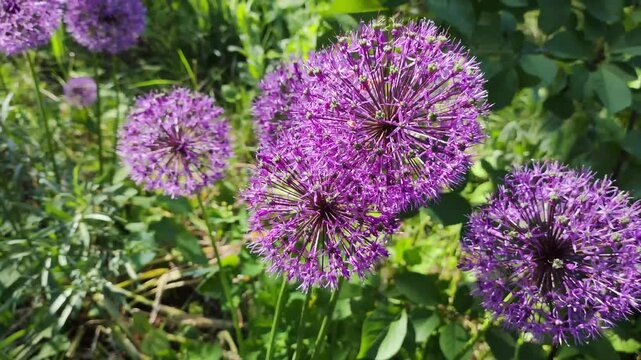 purple flowers of garlic. German garlic blooming with purple little flowers. Closeup of purple allium flowers. Flower chafer or Protaetia orientalis submarumorea
