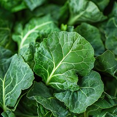 Fresh Green Collard Greens Close Up
