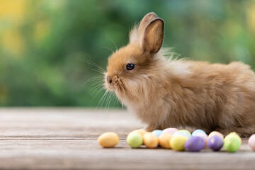 Bunny easter fluffy rabbit eating food, vegetables, carrots, baby corn on green garden nature flowers background on sunny day, Lovely mammal with bright eyes in nature life. Symbol of easter day.