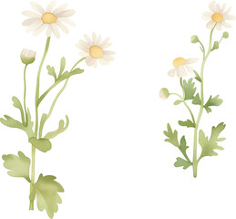 Daisies on a transparent background