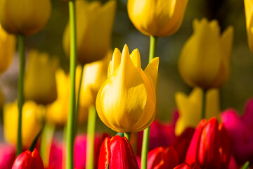Tulpenfeld