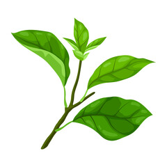 Illustration of branch with leaves. Spring or summer stylized foliage.