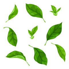 Set of leaves. Spring or summer stylized foliage.