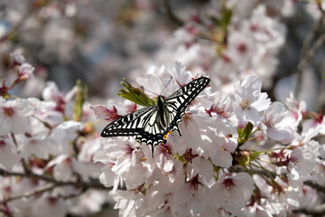 ナミアゲハと桜