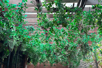 Photo of green hanging leaves and plants creeping down from canopy roof as one of unique interior decoration.